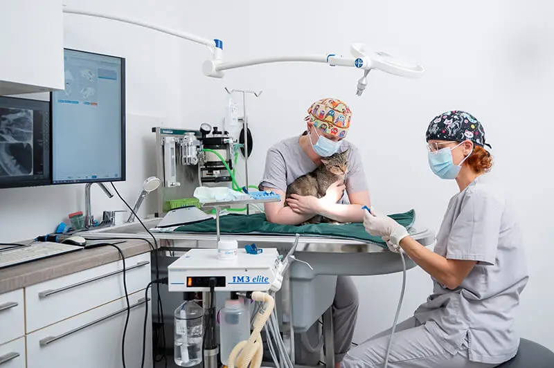 Tierärzte behandeln eine Katze